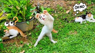 Pure Happiness: Funny Kitten Moments and Relaxing Cat Videos 🐾 Furry Cornerz