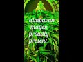 Sanjivi Malai Song By Magen