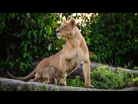 A Lion King Adventure with Governors' Camp Collection, Kenya