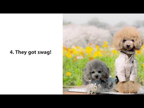 7 Reasons to Own A Poodle!