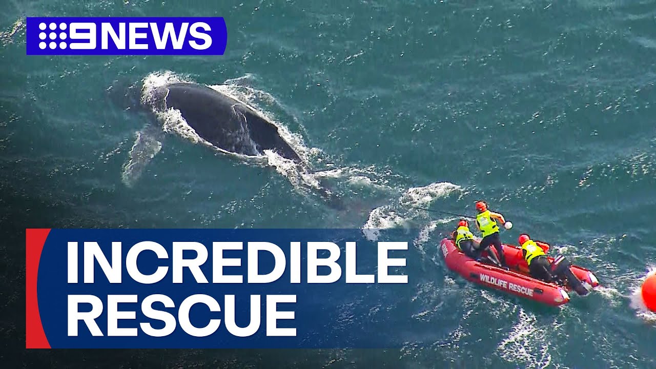 Humpback whale rescued after being trapped in Sydney Harbour fishing nets | 9 News Australia