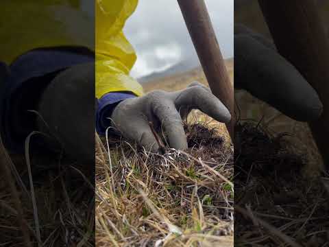 Yarsagumba(Ophiocordyceps sinensis)