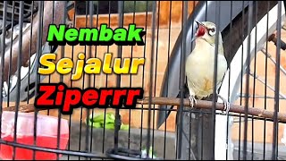 Download lagu Masteran Pleci shoots along a zipper line mp3