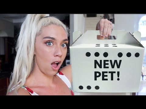 MY NEW PET!! | NICOLE SKYES Video