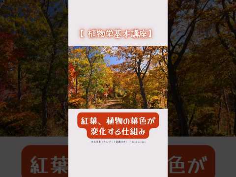 冬になるとトゥジャが茶色になるのはなぜですか? 原因と解決策は何ですか (5)