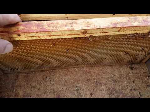 Adie's Bees   Spring dysentery II cleaning the boxes and frames