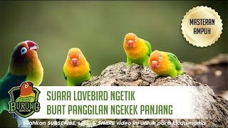 Download lagu TERBUKTI AMPUH! Lovebird Ngetik Panjang Untuk Pancingan MASTERAN Ngekek Full 1 Jam mp3