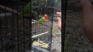 Download lagu Lovebird Paud Belajar Ngekek mp3 Download lagu Lovebird Paud Belajar Ngekek mp3