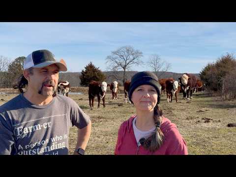 Cattle Break Out! Homesteaders' Escape Challenge