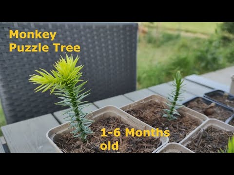 Growing MONKEY PUZZLE TREES from Seed - Few Months Old