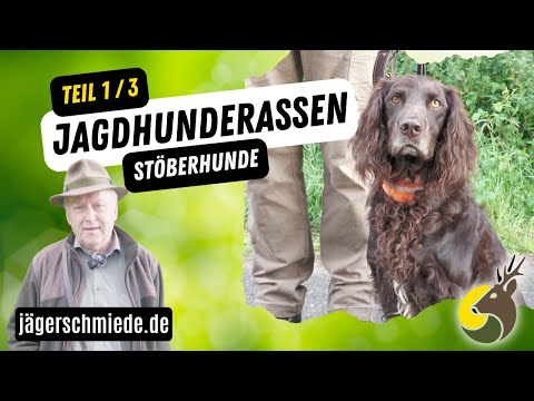 Jagdhunderassen - Stöberhunde Teil 1/3 (Wissen für die Jagdprüfung)