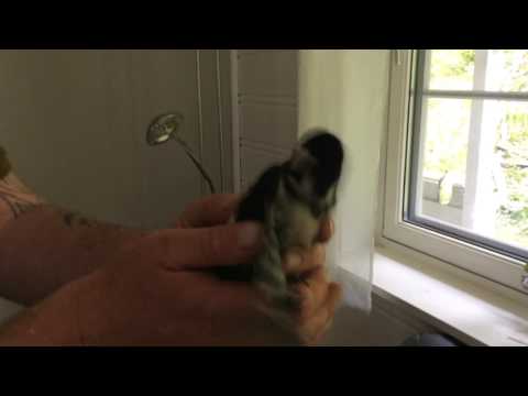 Redningsaksjon av Hakke Hakkespett