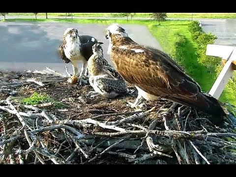 GOOD Hellgate ospreys family  Iris, Louis & Lele 2018