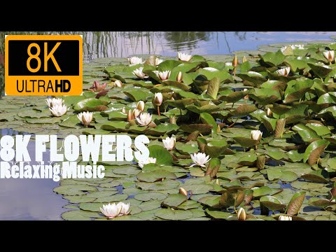 8K ULTRA HD / 8K TV – The Most Beautiful Flowers Collection | Flower Blooming Time Lapse