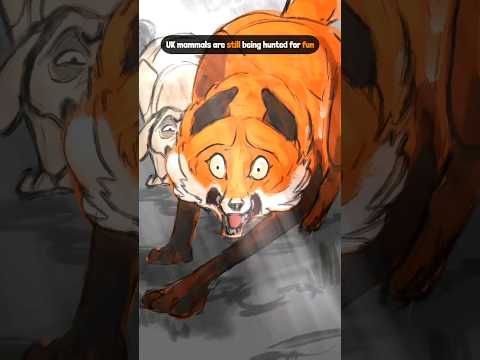 This will End Hunting for Good (comments for petition) #animation #foxhunting #hunting #ukwildlife