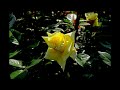 Morunas - Beautiful Moments