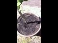 How to get a lemon tree or citrus tree to fruit ...
