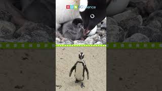 Penguins #shorts #ngscience