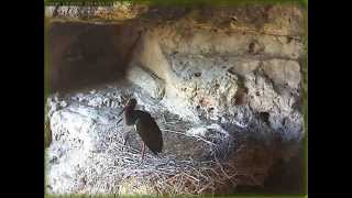 preview picture of video 'Rusenski Lom, Bulgaria, Black Stork Nest, 30 08 2014'