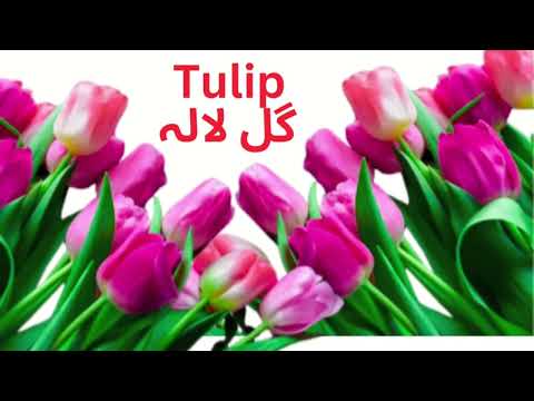 "Flower Names in English & Urdu: A Blooming Guide" / Phoolon Ke Naam English Aur Urdu Mein