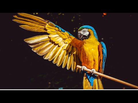 Radical Fantasy - Blue Bird [Chill Out]