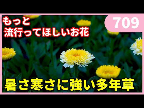 園芸 エルフの花 ワーレエンセ