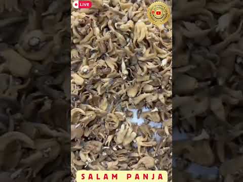 Salam Panja Dactylorhiza Hatagirea