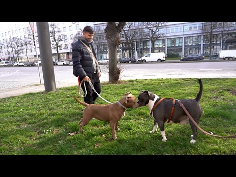 EXPERIMENT: SO REAGIERT MEIN WELPE AUF SEINE MUTTER NACH EINEM JAHR