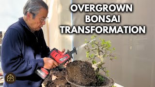 How to Whip an Overgrown Bonsai Tree Back into Shape