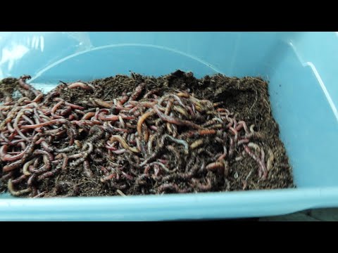 european night crawler update