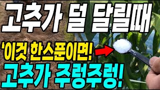 고추가 덜 달릴때 이것 한스푼이면 고추가 주렁주렁! 고추 다수확 대박!