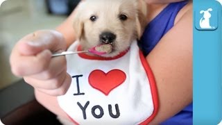Watch as this slobbering Golden Retriever, clad in a bib that reads "I Heart You", licks the spoon clean and then promptly falls off into a deep doggy slumber. 
Source: The Pet Collective