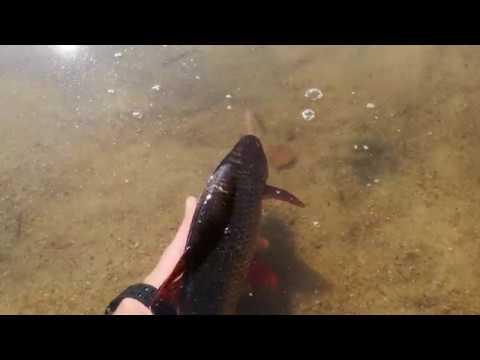 Wypuszczanie Wzdręgi Złoty Medal