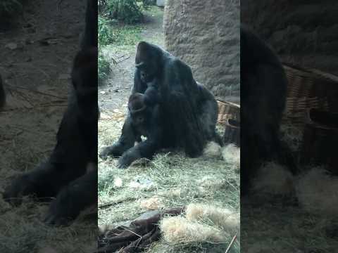 #gorilla Not what you think! #ape #shorts