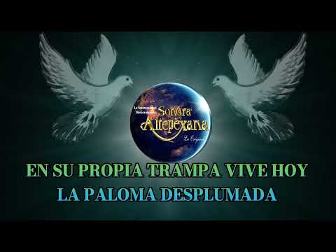 Paloma desplumada
