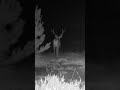 Er loopt een tweede edelhert in Drenthe ? #shorts | RTV Drenthe