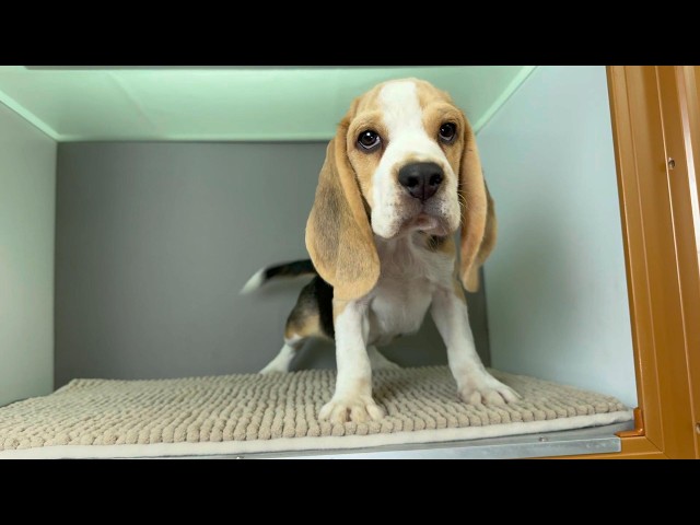 (子犬) 犬種:ビーグル 男の子 ブリーダー マロニエケンネル MARRONNIER KENNEL k4137の画像