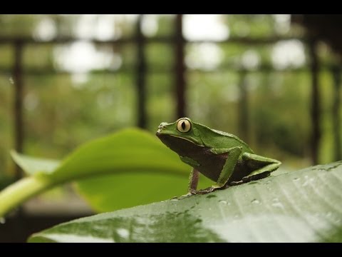 El Parque Nacional del Manu y el espectáculo de la vida salvaje