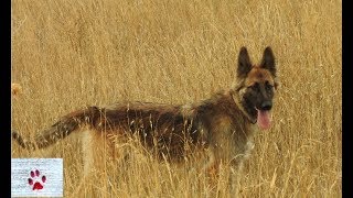 A beautiful dog to rescue and adopt