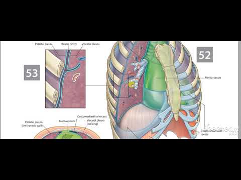 Mediastinum 2