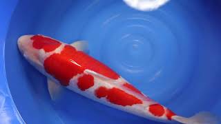 video van Meerstaps Kohaku 2111008