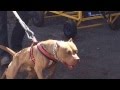 American Pit Bull Terrier Pit Bull Sport Puebla ...
