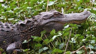 Mojo Blues Band - Alligator Walk