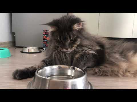 How Mainecoon drinks water
