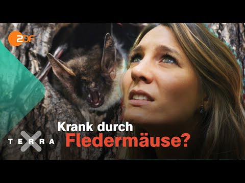 Wie gefährlich sind Fledermäuse in Deutschland?