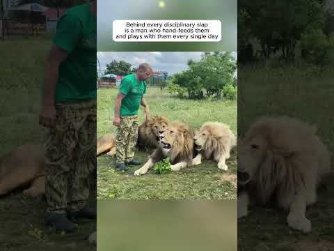 Meet the man who disciplines lions with a flip-flop