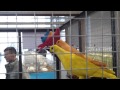 Pigeons Show Poznan 2013 02 09