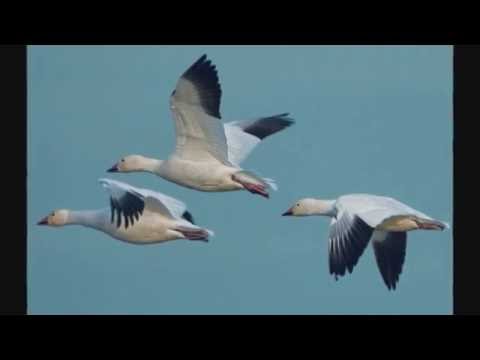El Vuelo de los Gansos     El Trabajo en Equipo     Reflexión
