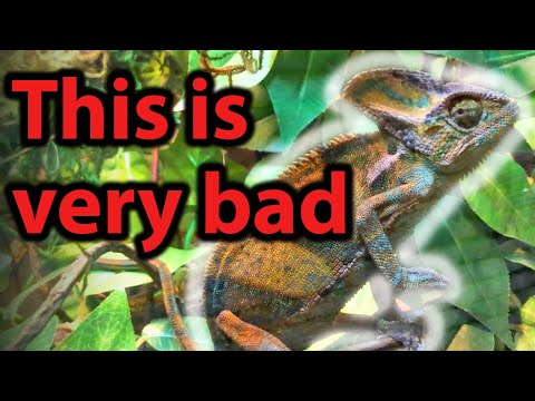 25 Signs your chameleon is SICK