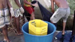 preview picture of video 'despesca viveiro camarão'